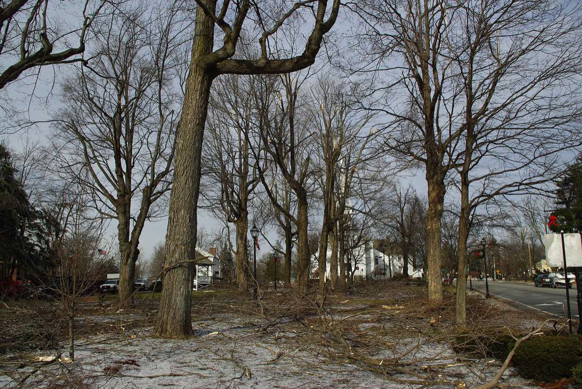 Scenery near the 2026 Turkey Trot for the Memory course in Shrewsbury, Massachusetts