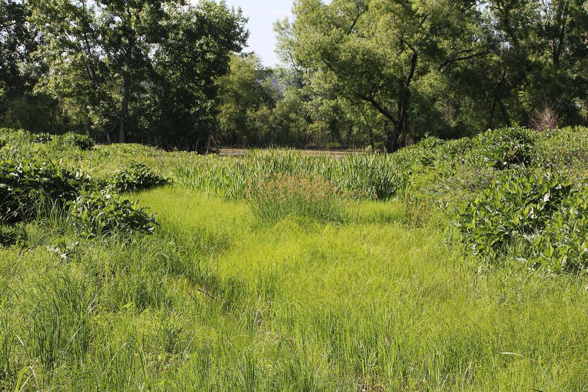 Landscape near Wheaton, Illinois