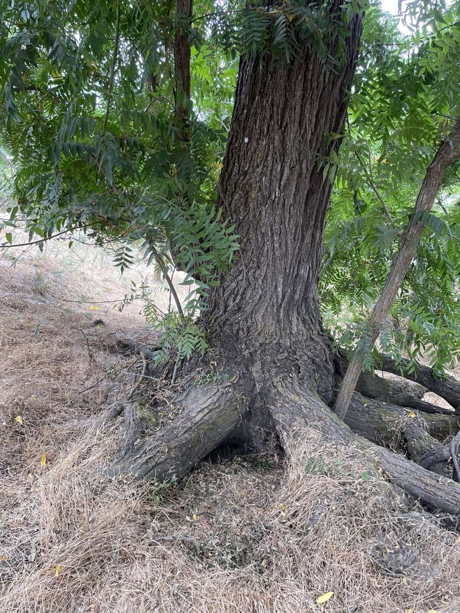 Landscape near Carmichael, California